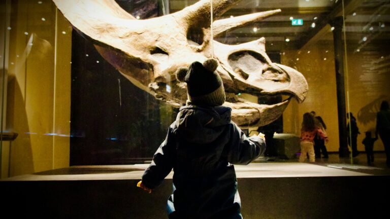 Enfant observant un crâne de dinosaure au musée