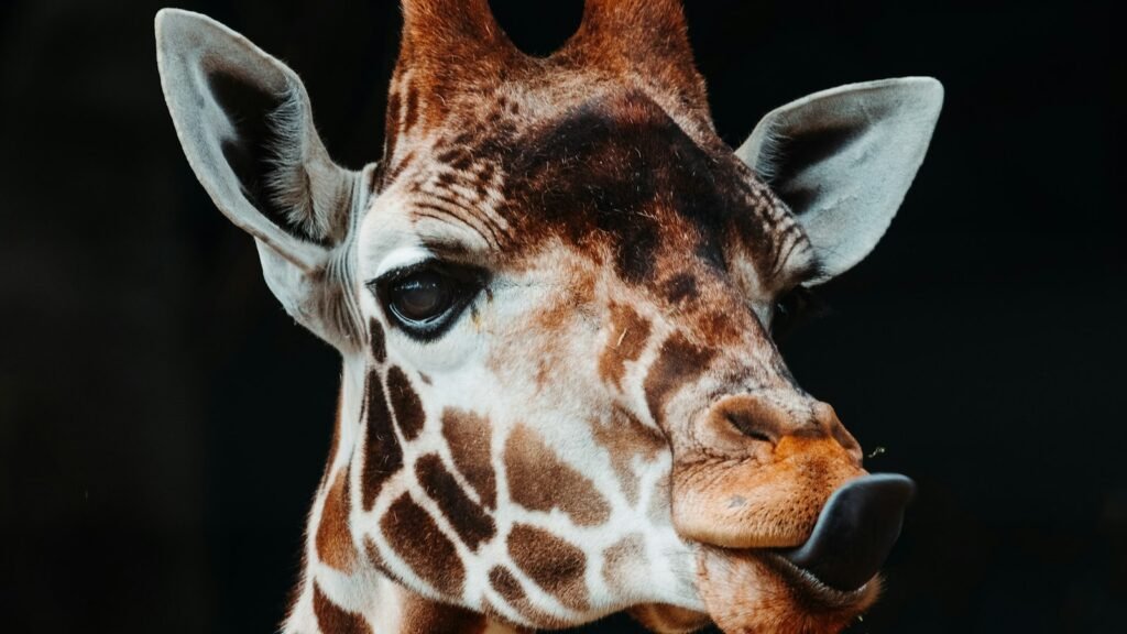 Girafe en gros plan